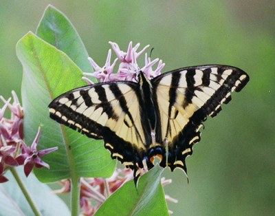 The Common Edge Habitat Field Presents: A Butterfly Celebration
