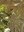 The Common Edge Habitat Field Presents: A Butterfly Celebration!