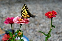 The OSVC Annual Pollinator Day Celebration!