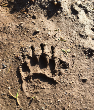WILDLIFE TRACK AND SIGN