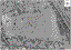 Valle del Bosque Park Satellite Image