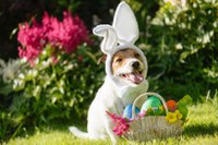 Lucky Paws Adoption Van Is On The Move - Cabezon Park