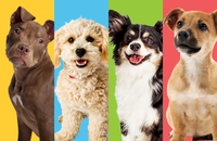 Lucky Paws Adoption Van Is On The Move - Jack and Rascals