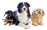 Lucky Paws adoption Van Is On The Move - PetSmart on Coors