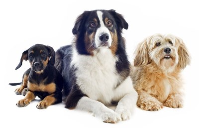 Lucky Paws adoption Van Is On The Move - PetSmart on Coors