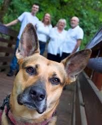 Lucky Paws Adoption Van Is On The Move - Whole Foods