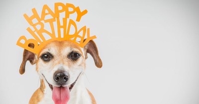 Lucky Paws Adoption Van is on the Move with Adoptable Pets - Old Town - Albuquerque's 320th Birthday!