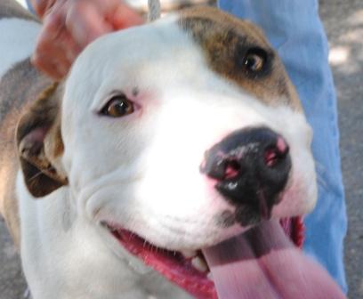 small dog adoption albuquerque