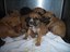 Alamogordo Dogs3