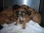 Alamogordo Dogs3