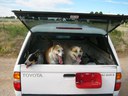Dogs in truck