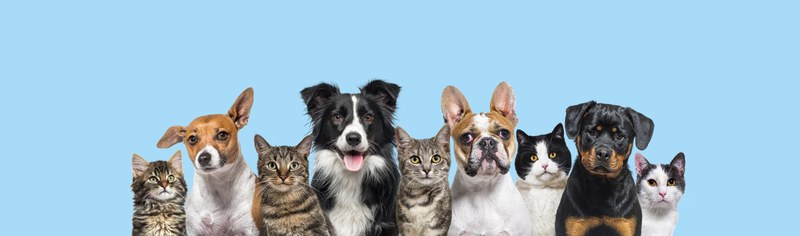 Adopt a Pet Tile Image