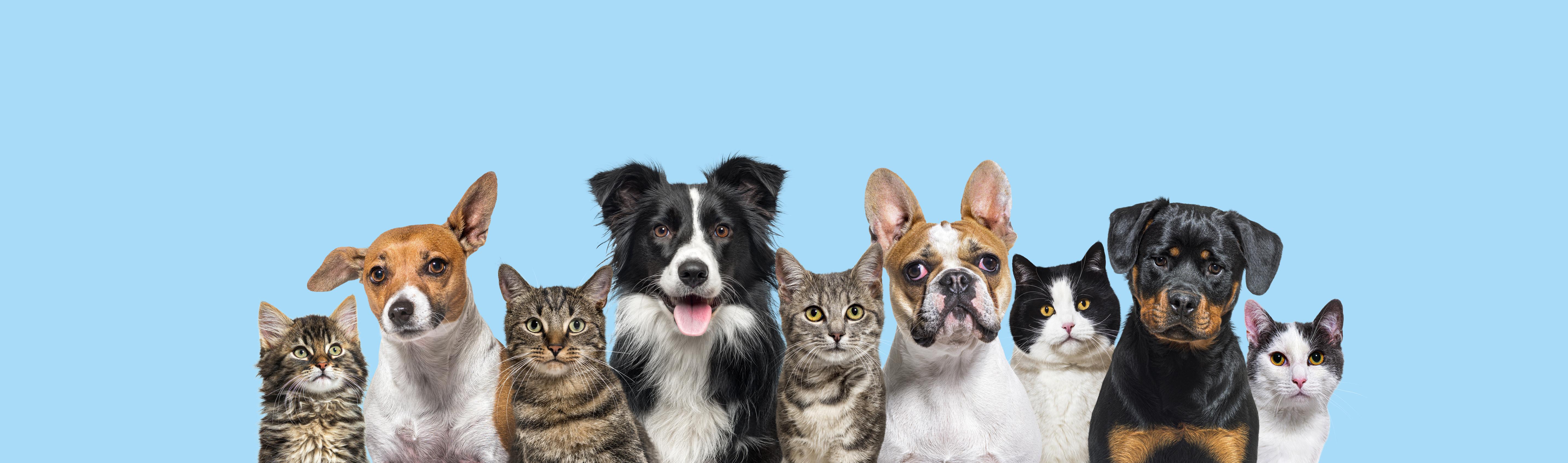 Adopt a Pet Tile Image
