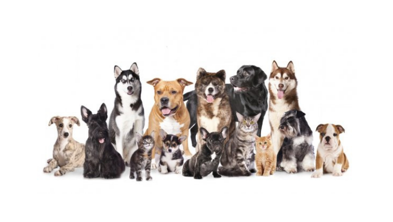 A large group of dogs and cats sitting together.