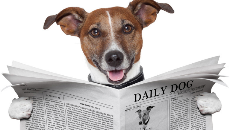 A white dog with brown ears reading a newspaper.