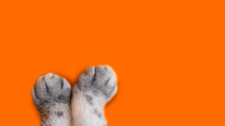 Kitten Paw Banner