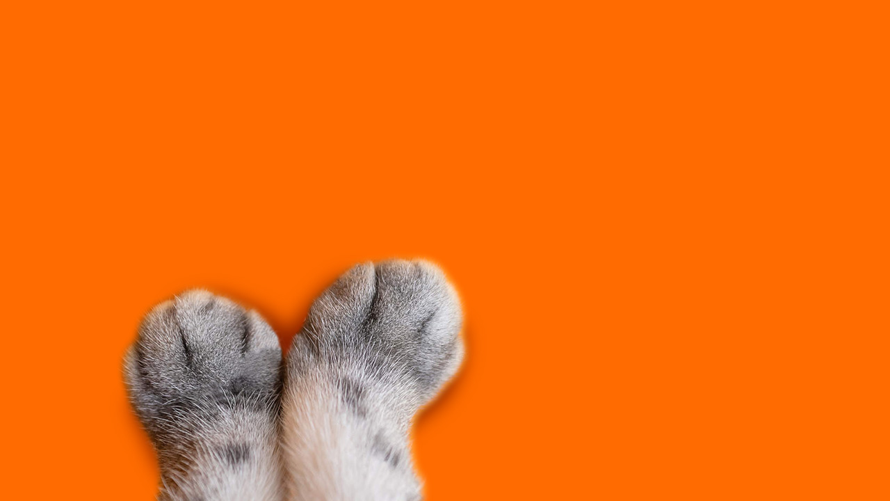 Kitten Paw Banner