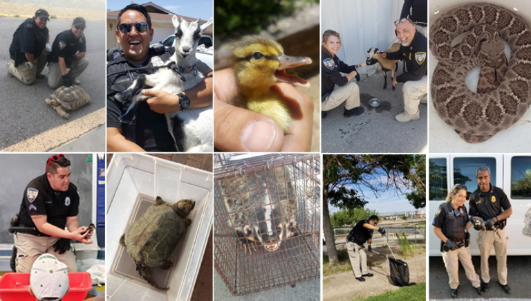 A collage of animals being rescued by AWD