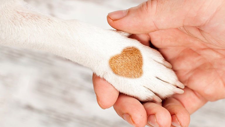 A person's hand holding a white dog paw with a heart shaped patch of brown fur.