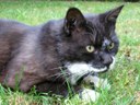 Cat - black and white