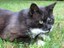 Cat - black and white