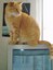 Computer Cat