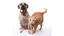 Custom Pet ID Tag Section Block Tile
