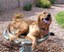 Dog in a bird bath