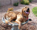 Dog in a bird bath