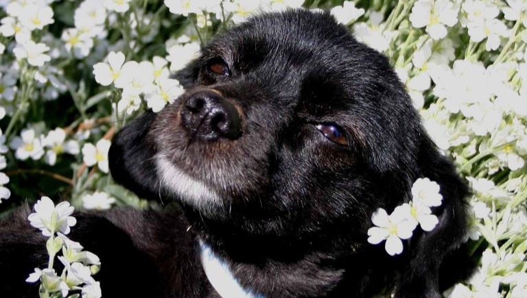 A black dog laying in flowers.