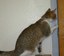 Cat opening door