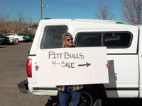 Pit bulls for sale