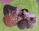 Foster Kittens