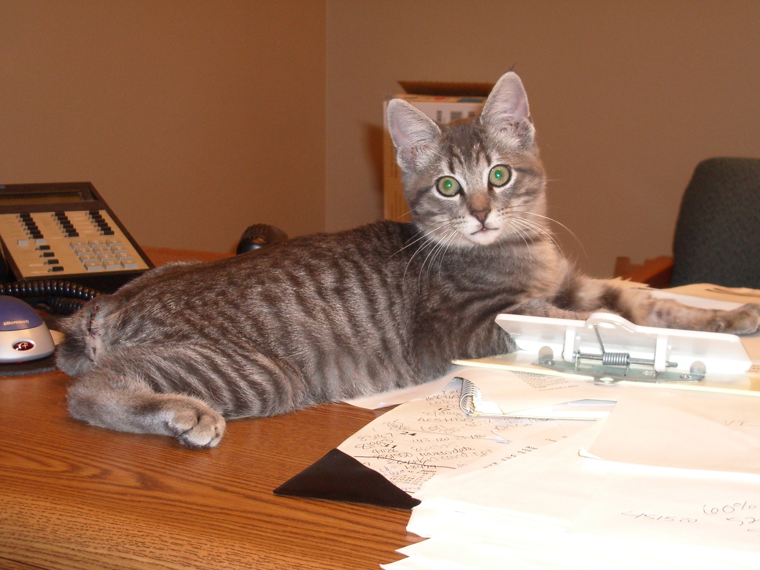 Cat and paperwork