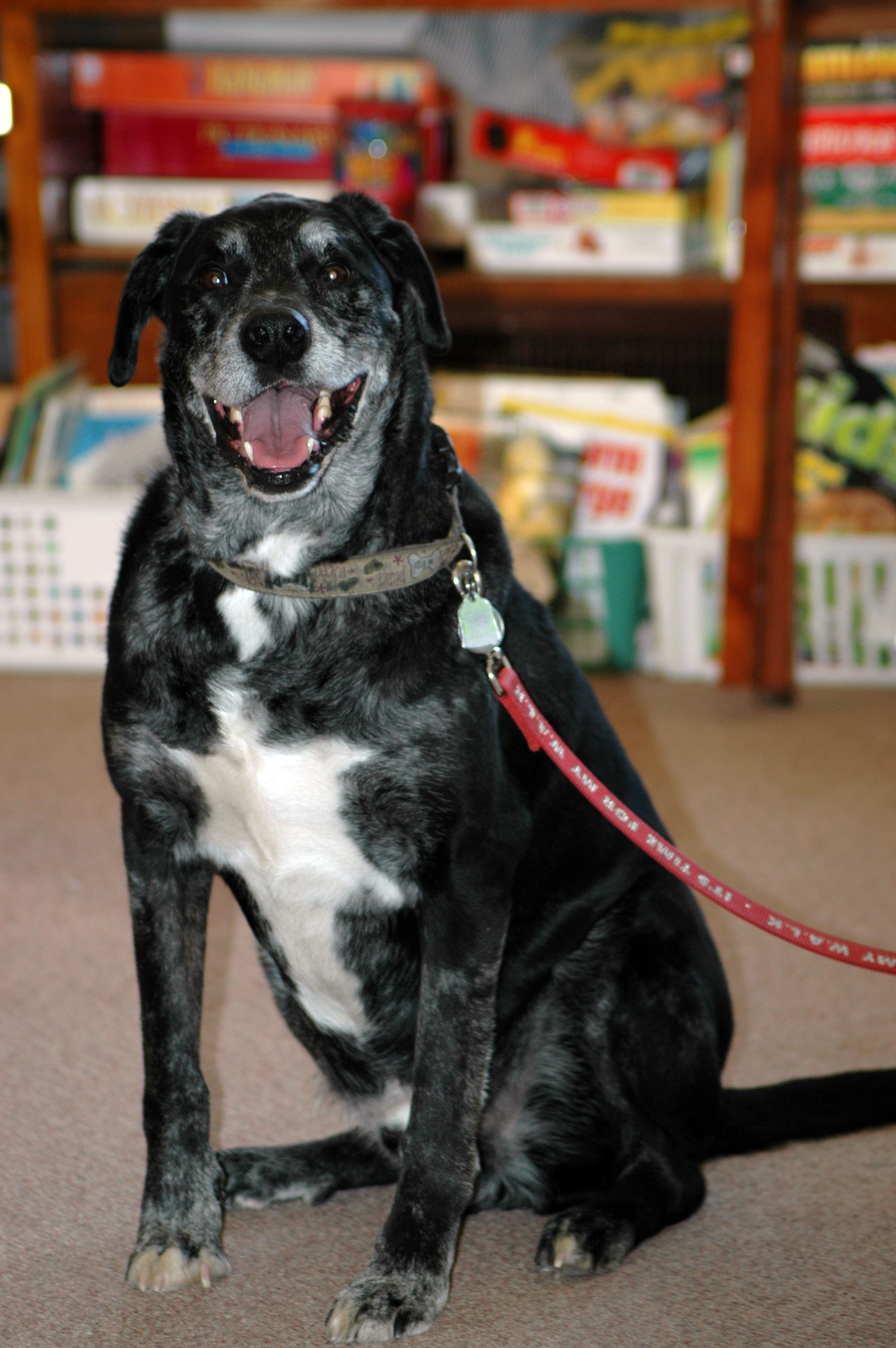 Dog on leash, sitting