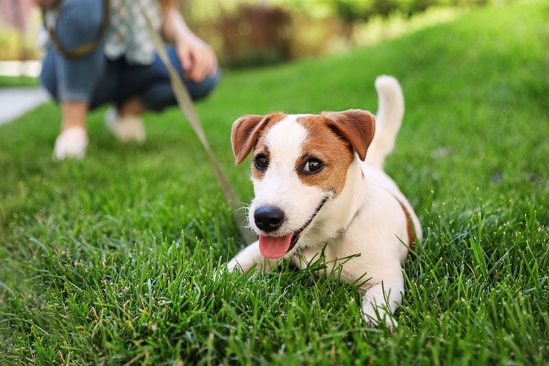 A jack russel Terrier on a leash laying on green grass.