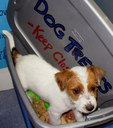 Dog in treat box