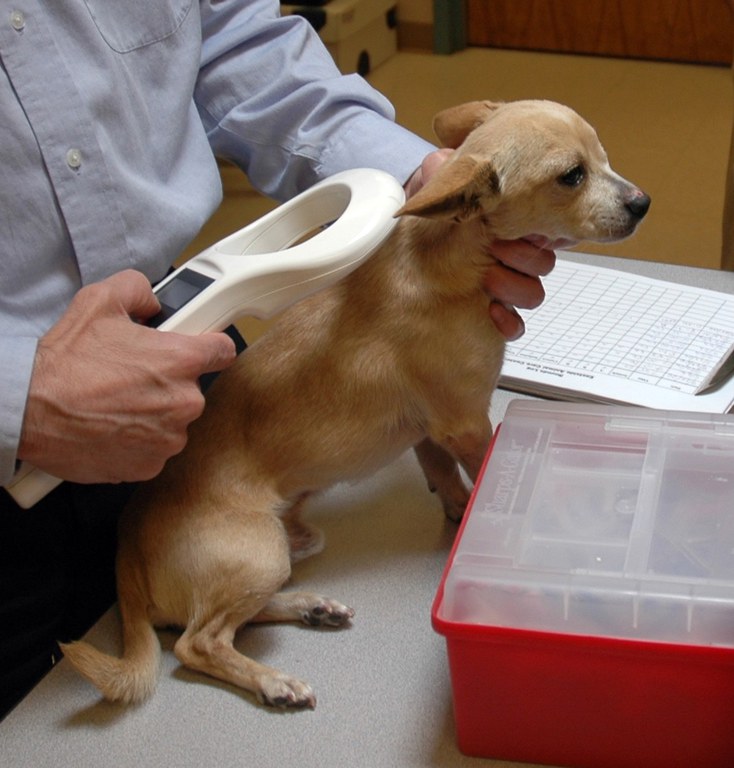 Dog is scanned for microchip