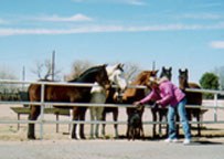 Jade with the horses