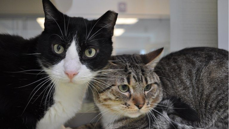 A black and white cat sitting with a grey cat.