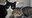 Neighborhood Cats Section Block Tile