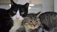 Neighborhood Cats Section Block Tile