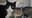 Neighborhood Cats Section Block Tile