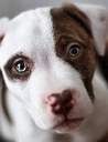 Pit bull puppy face