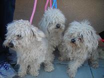 Poodles Before