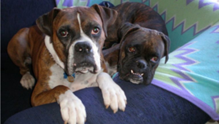 Two similar looking dogs on a couch with their paws on the arm.