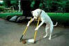 Dog scooping
