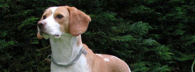 Beagle - Featured Pet