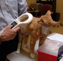 Cat is scanned for microchip