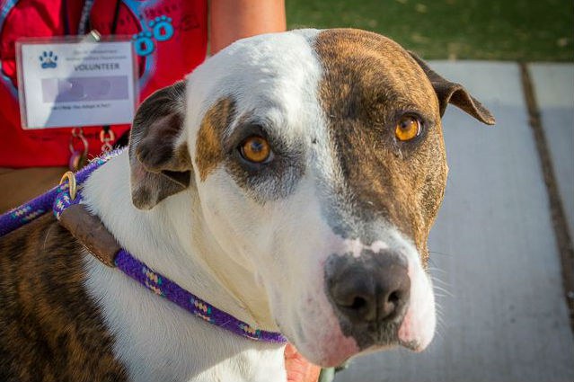 Image of an animal shelter dog.